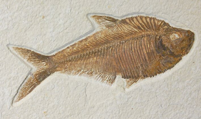 7.3" Fossil Fish (Diplomystus) - Green River Formation